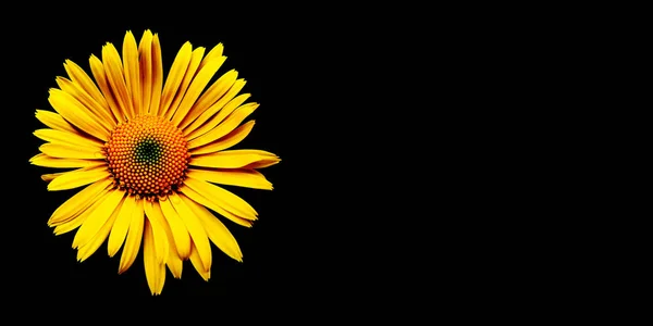 Красивый Желтый Цветок Черном Фоне Заставка Реклама Пустой Текст Флористика — стоковое фото