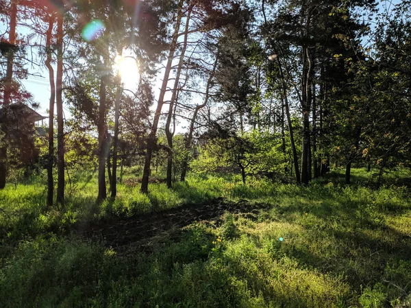 Bahar Ormanında Güzel Manzara Ağaçlar Aracılığıyla Güneş Işınları Birçok Güzel — Stok fotoğraf