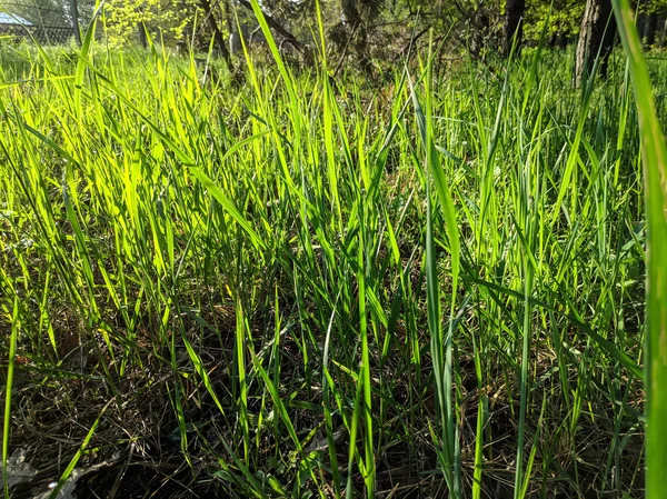 beautiful bright green grass, grass stems in spring