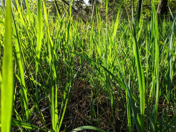 beautiful bright green grass, grass stems in spring