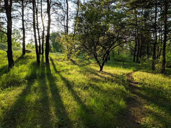 Schöne Landschaft Frühlingswald Die Strahlen Der Sonne Durch Die Bäume — Stockfoto