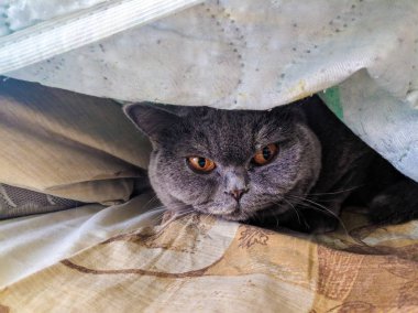kedi yüz, gri İngiliz kedi, kedi duyguları
