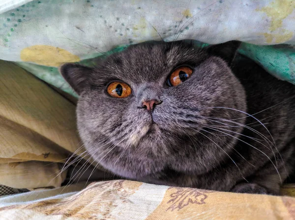 Cat Face Gray British Cat Cat Emotions — Stock Photo, Image