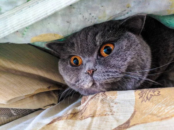 灰色的英国猫 猫的情绪 — 图库照片