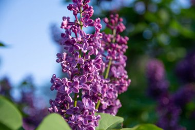 leylak güzel dalları, bulanık bir arka plan ile leylak fotoğraf