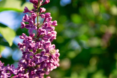 leylak güzel dalları, bulanık bir arka plan ile leylak fotoğraf
