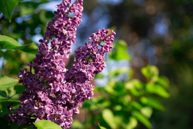 leylak güzel dalları, bulanık bir arka plan ile leylak fotoğraf
