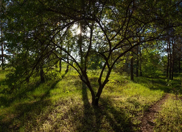 Wunderschöne Landschaft Frühlingswald Bäume Und Grünes Gras — Stockfoto