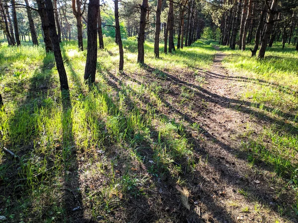 Wunderschöne Landschaft Frühlingswald Bäume Und Grünes Gras — Stockfoto