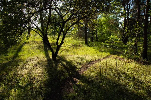 Beautiful Landscape Spring Forest Trees Green Grass — Stock Photo, Image