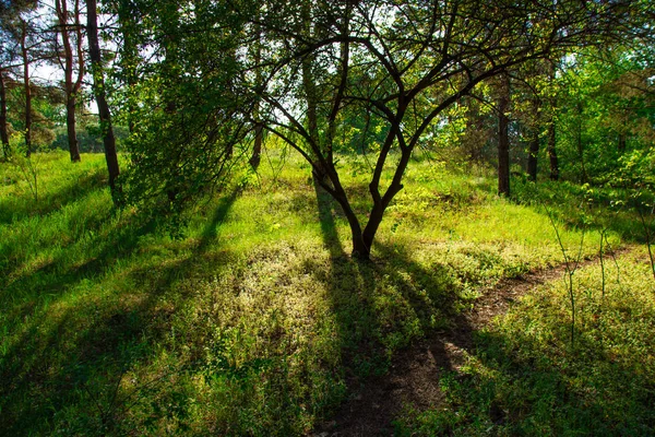 Beautiful Landscape Spring Forest Trees Green Grass — Stock Photo, Image