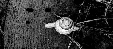 güzel salyangoz, boynuzları ve salyangoz kabuğu