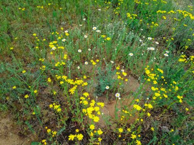 birçok sarı papatyalar, güzel sarı kır çiçekleri