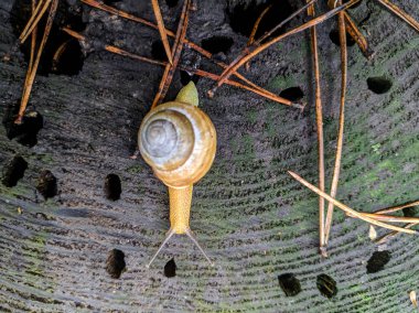 güzel salyangoz, boynuzları ve salyangoz kabuğu