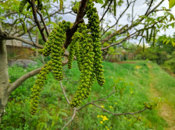 Brotes Los Árboles Primavera —  Fotos de Stock