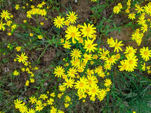 Mnoho Žlutých Sedmikráků Nádherné Žluté Květy — Stock fotografie