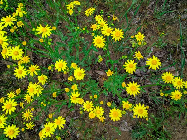 Molte Margherite Gialle Bellissimi Fiori Gialli — Foto Stock