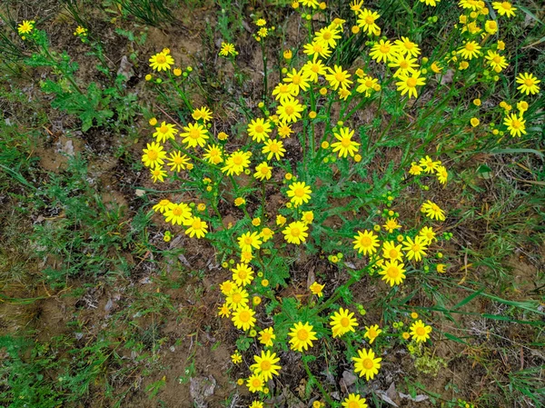 Muitas Margaridas Amarelas Belas Flores Amarelas Selvagens — Fotografia de Stock