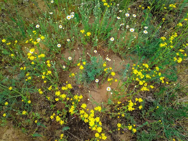 Wiele Żółtych Stokrotki Piękne Żółte Dzikie Kwiaty — Zdjęcie stockowe