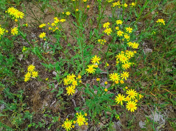 Wiele Żółtych Stokrotki Piękne Żółte Dzikie Kwiaty — Zdjęcie stockowe