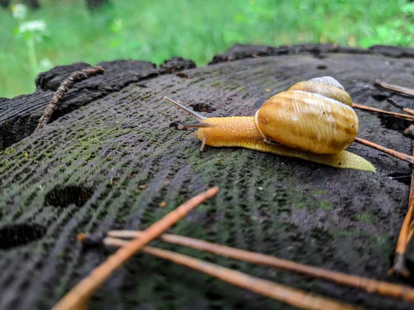 Bella Lumaca Corna Guscio Lumaca — Foto Stock