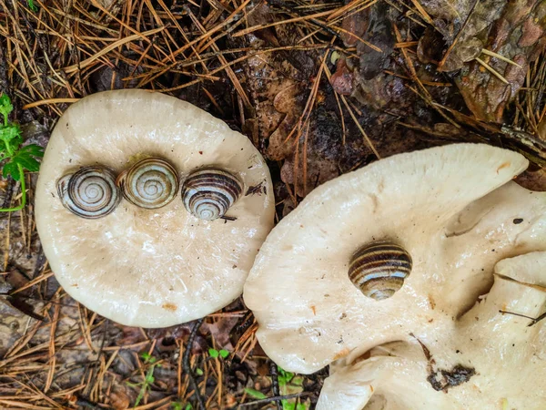 Belle Lumache Sul Fungo Guscio Lumaca Funghi Bianchi Nella Foresta — Foto Stock