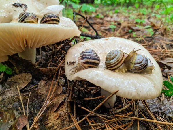 Belos Caracóis Cogumelo Concha Caracol Cogumelos Brancos Floresta — Fotografia de Stock