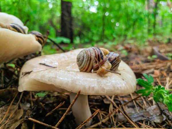 Belle Lumache Sul Fungo Guscio Lumaca Funghi Bianchi Nella Foresta — Foto Stock