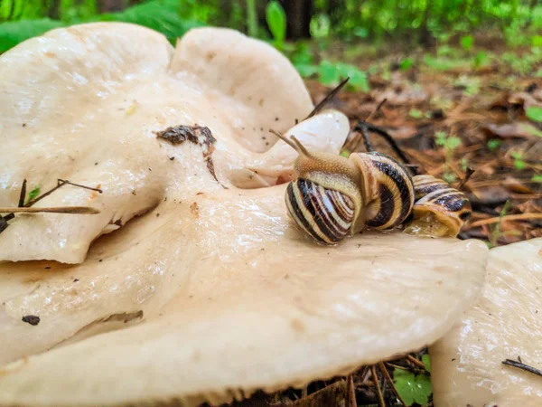 Belle Lumache Sul Fungo Guscio Lumaca Funghi Bianchi Nella Foresta — Foto Stock