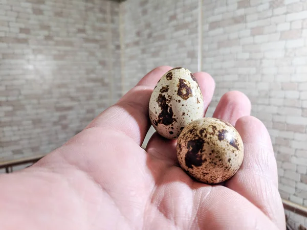 Яйца Пятнами Перепелиные Яйца — стоковое фото