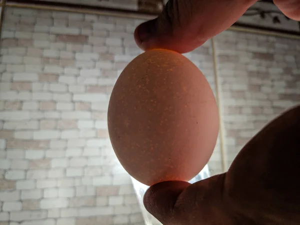 white chicken egg in hand