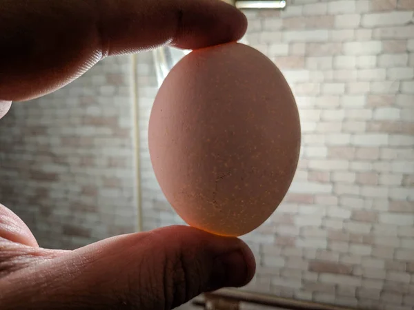 white chicken egg in hand