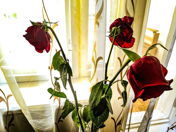 dried roses, faded bouquet, red dry roses, spoiled flowers