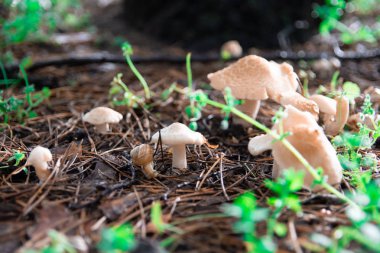 ormanda güzel mantar, beyaz mantar,