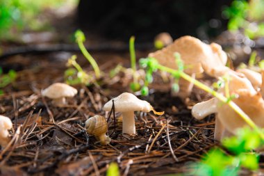 ormanda güzel mantar, beyaz mantar,