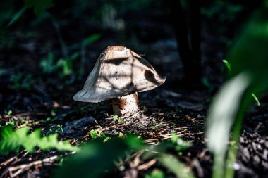 ormanda güzel mantar, beyaz mantar,