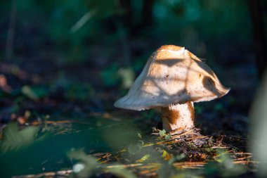 ormanda güzel mantar, beyaz mantar,