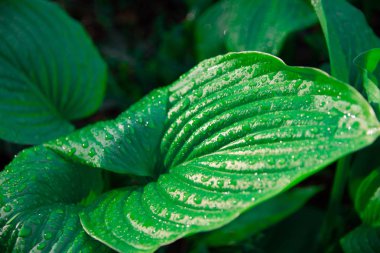 yaprakları üzerinde büyük yağmur damlaları, güzel yeşil yaprakları