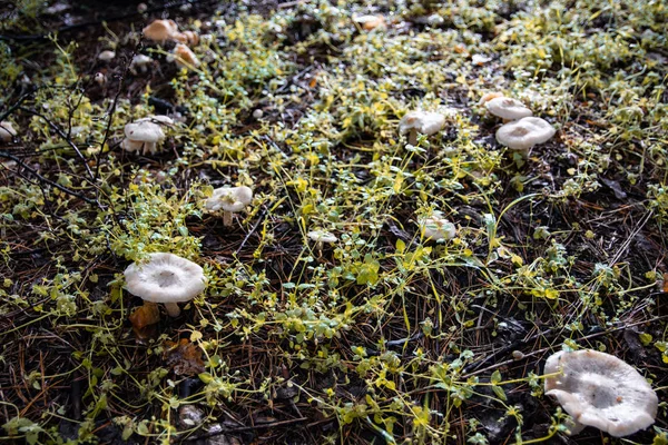 Schöne Pilze Wald Weißer Pilz — Stockfoto