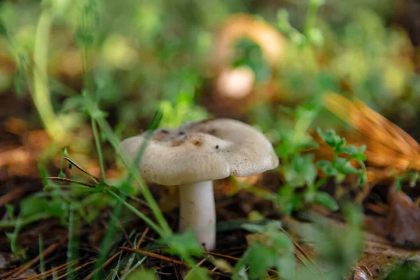 Beaux Champignons Dans Forêt Champignon Blanc — Photo