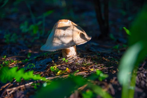 Beautiful Mushrooms Forest White Fungus — Stock Photo, Image