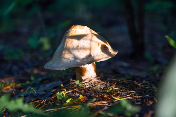 Beautiful Mushrooms Forest White Fungus — Stock Photo, Image