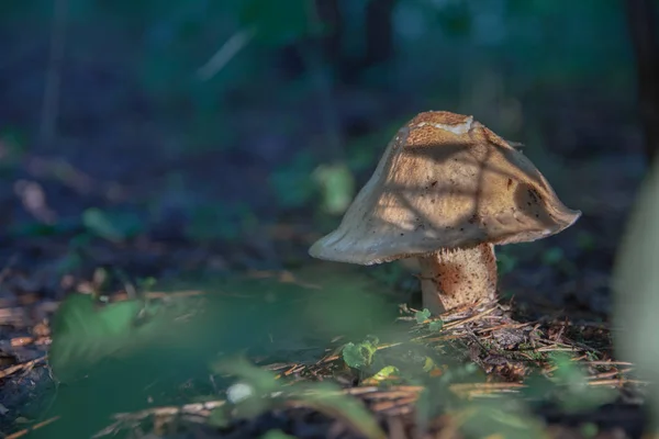 Beautiful Mushrooms Forest White Fungus — Stock Photo, Image