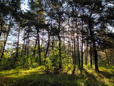 Vahşi doğa, sık orman, bahar doğası.