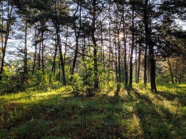 Vahşi doğa, sık orman, bahar doğası.