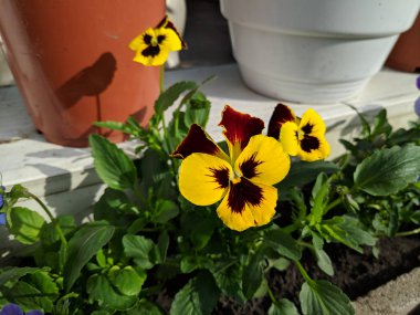 çiçek tarhında çok renkli çiçekler. güzel pansies