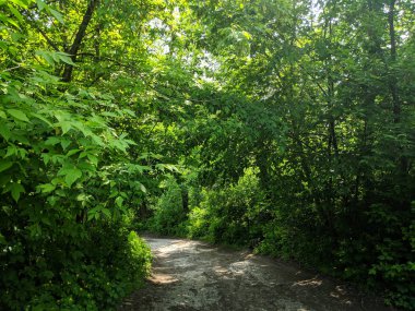 yeşil yaprak döken orman. güzel bir yol. ormanda yol