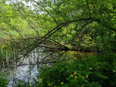 Vahşi doğa, sık orman, bahar doğası.