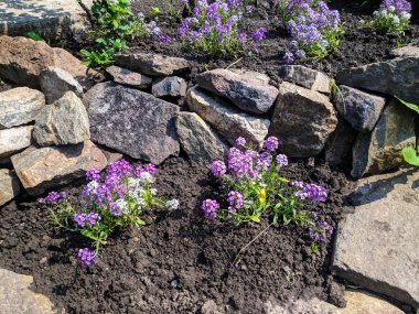 küçük mor çiçekler, ev yatağı