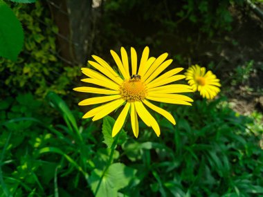 Büyük sarı papatyalar. güzel sarı çiçek. yeşil çimen